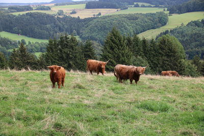 Highland cattle standing on grassy field