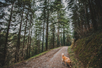 Dog amidst trees in forest