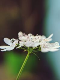 Close-up of white flowering plant