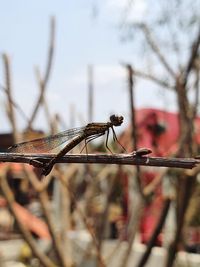 Close-up of dragonfly on twig