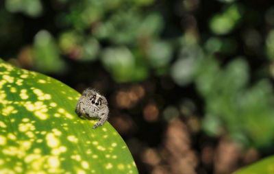 Close-up of butterfly