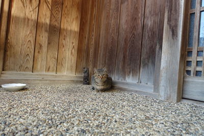 Portrait of a cat sitting on wood