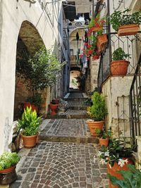 Potted plants on footpath against building