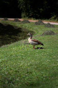 Side view of a bird in water