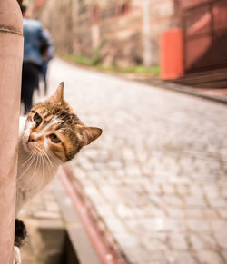 Close-up of cat looking away while peeking by wall