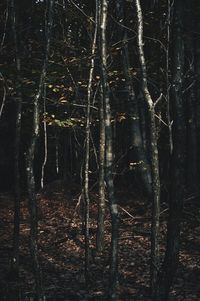 Bare trees in forest