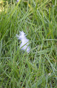 Close-up of flower growing in field