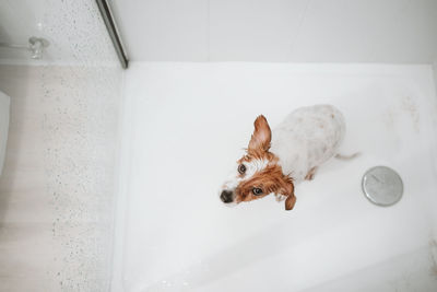 Top view of funny wet jack russell dog sitting in shower ready for bath time. pets indoors at home