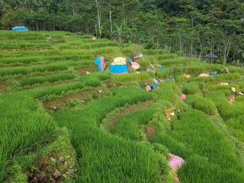 High angle view of agricultural field