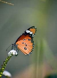 Close-up of butterfly pollinating flower