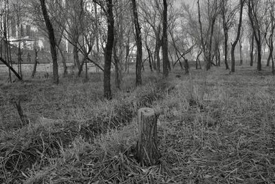 Trees in forest