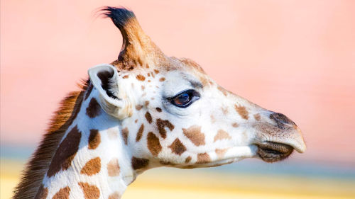 Close-up of giraffe