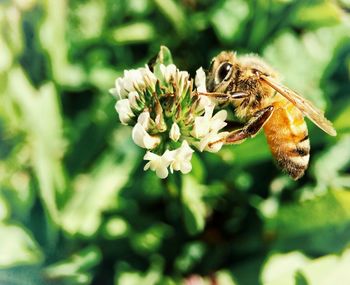 Close-up of honey bee on white flower