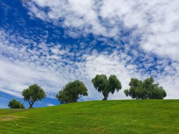 Trees on field against sky