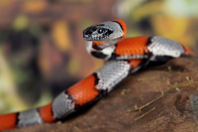 Close-up of snake