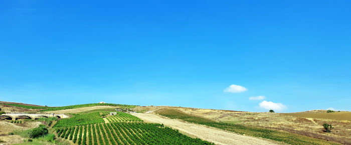 Scenic view of agricultural field against blue sky