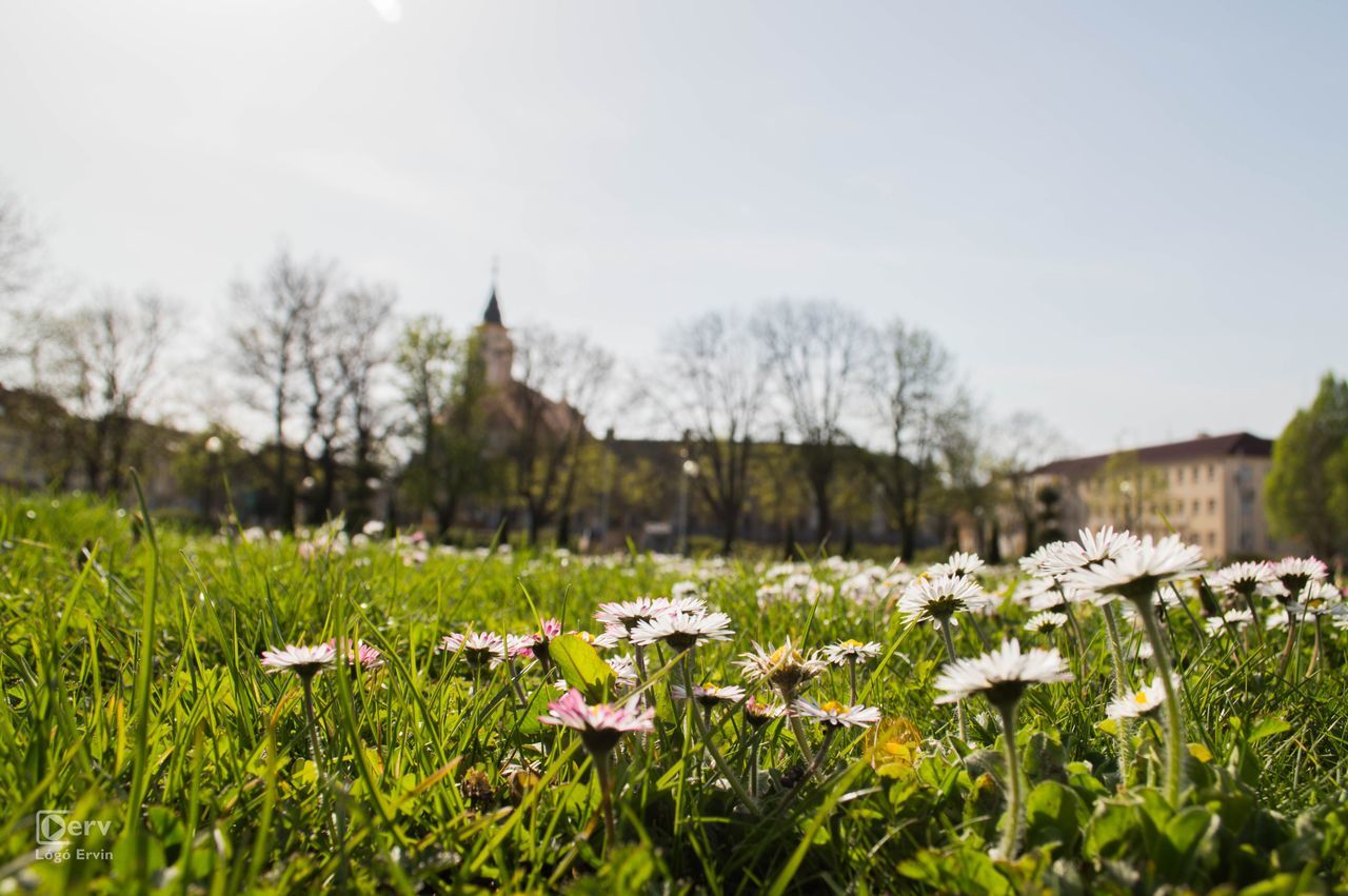 PLANTS GROWING ON LANDSCAPE