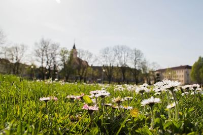 Plants growing on landscape