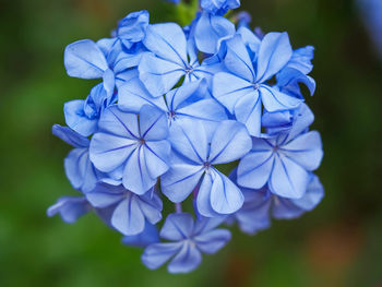 Close-up of purple flowering plant