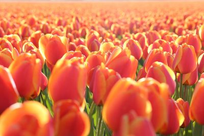 Close-up of red tulips in field