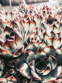 Full frame shot of succulent plant