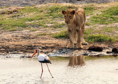 Horse standing on water