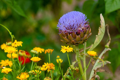 Close-up of purple flowering plant