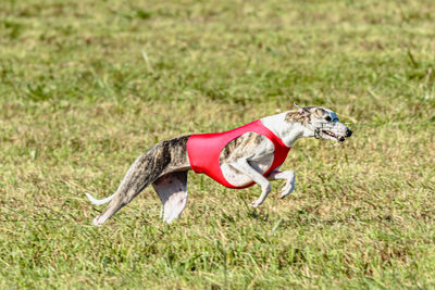 Whippet dog