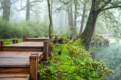 Trees growing in forest