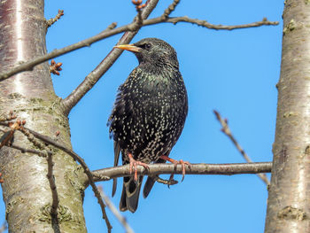 Low angle view of bird perching on branch