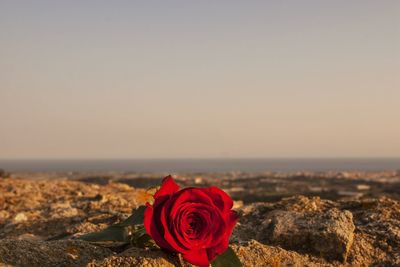 Close-up of rose roses on land against sky