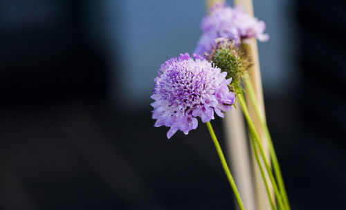 Close-up of pink flowers blooming outdoors