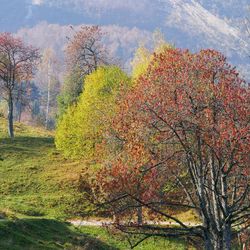 Trees growing in forest during autumn