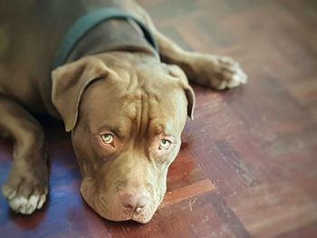 Close-up of dog lying on floor