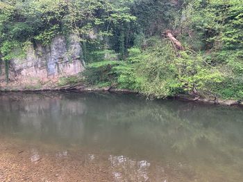 Scenic view of lake in forest