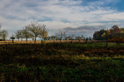 Plants growing on land against sky