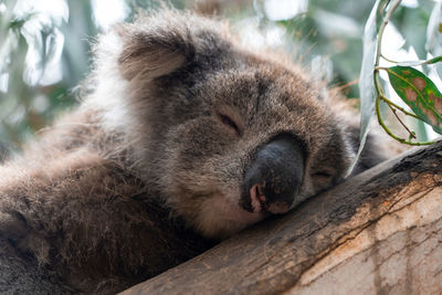 Close up high angle view of australian koala sleeping in tree showing ears nose eyes and claws