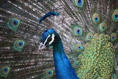 Close-up of peacock