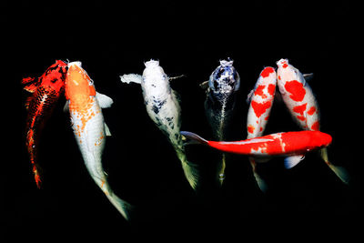 Close-up of red fish against black background