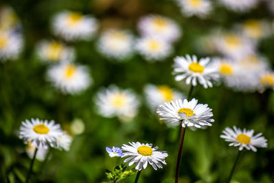 Close-up of white daisy flowers