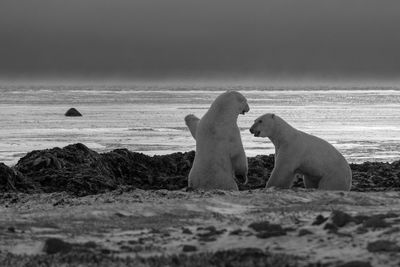 Mono polar bear shows island to another