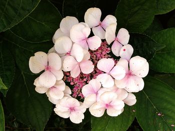 Close-up of pink flowers