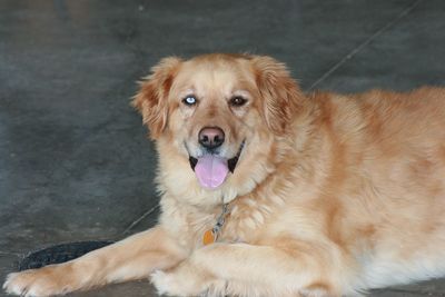 Portrait of dog sitting outdoors