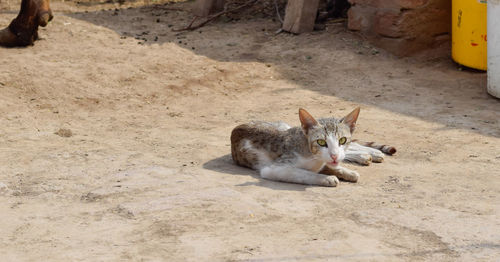 High angle portrait of a cat lying on land
