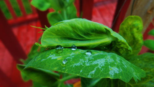 Close-up of raindrops on leaf