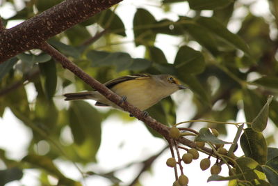 Close-up of bird perching on tree