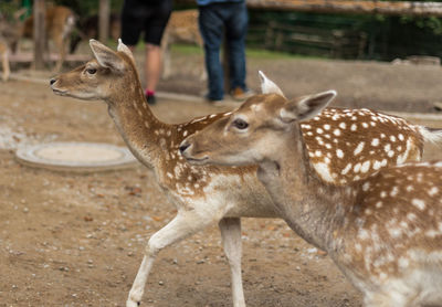 Deer standing on field