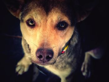 Close-up portrait of dog