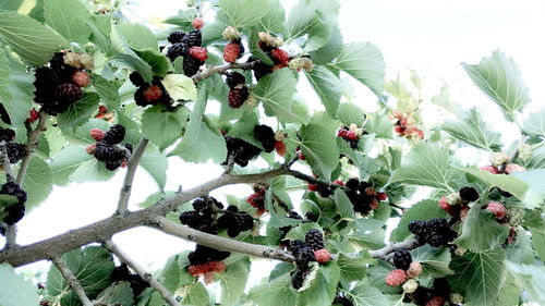 Close-up of berries on plant