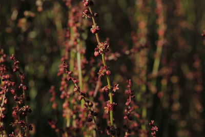 Close-up of flowering plant